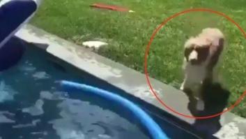 El tuit viral del perro saltando sobre su dueño en la piscina que no podrás dejar de mirar