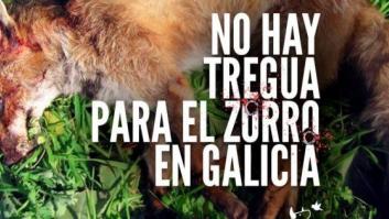 El Pacma lanza una campaña contra la caza del zorro en Galicia