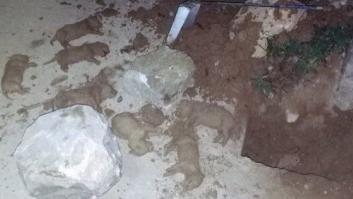 Encuentran nueve cachorros de labrador enterrados vivos en Murcia