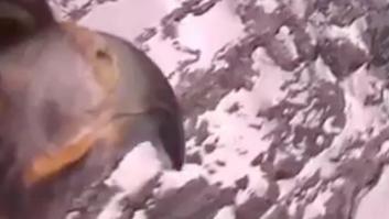 El vídeo captado por una GoPro en un águila volando por los Alpes ya es viral