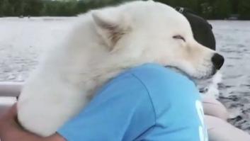 Un vídeo con abrazos entre animales y humanos encandila en las redes