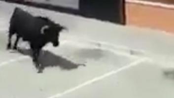 Los gemidos de una mujer mientras graba a un toro escapado arrasan en Twitter