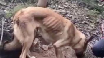 Encuentran a un perro atado en un árbol para que muera de hambre y sed