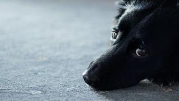 La historia de un perro abandonado en Cartagena que encoge el corazón a Twitter