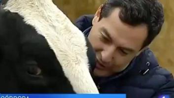 Juanma Moreno, 'cazado' por las cámaras diciéndole esto a una vaca