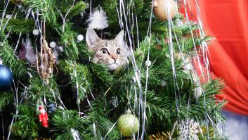 15 gatos sin ningún respeto por el árbol de Navidad