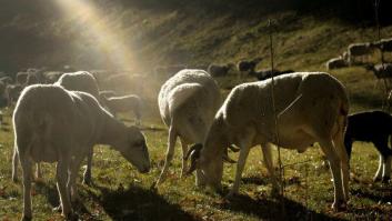 Qué se sabe de la viruela ovina, la enfermedad que ha puesto en cuarentena a miles de ovejas y cabras en Castilla-La Mancha