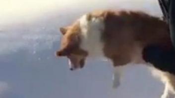 El perro a punto de ser lanzado de un avión: la ilusión óptica que causa locura en Internet