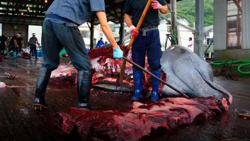 Japón retoma la caza de ballenas 30 años después