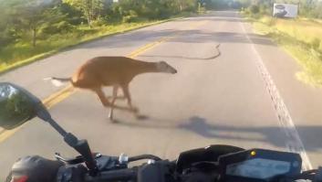 Un motorista choca contra un ciervo en mitad de la carretera
