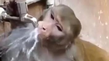 El gesto de este mono da una lección de civismo