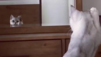 La tierna reacción del gato al descubrir que tiene orejas
