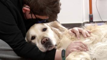 Los perros terapia que han marcado la diferencia en una escuela de educación especial