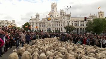 Miles de ovejas recorren el centro de la capital en la Fiesta de la Trashumancia