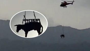 Las imágenes del rescate en helicóptero de una burra en Madrid