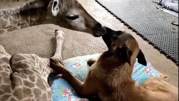 Un perro cuida de una jirafa abandonada por su madre