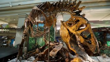 Unos 2.500 millones de T-Rex habitaron la Tierra, según un nuevo estudio