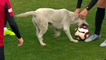 Un perro salta al césped durante un partido de fútbol para jugar con la pelota