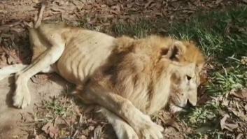 Júpiter, el león más querido de Colombia, vuelve a ser rescatado por la mujer que lo salvó hace más de 20 años