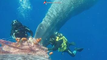 El rescate de una ballena atrapada en una red de pesca ilegal en Italia