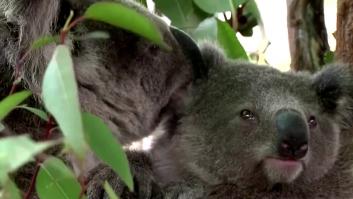 Los koalas podrían extinguirse en el este de Australia en 2050