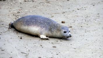 Golpean con palos y piedras a una cría de foca para que sus hijos se tomen fotos con ella