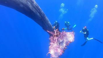 Guardacostas liberan a una ballena atrapada en una red de pesca ilegal