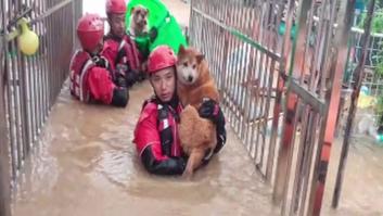 Los bomberos rescatan más de 20 perros atrapados por las inundaciones en China