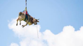 La sorprendente imagen de una vaca sobrevolando los Alpes suizos en helicóptero