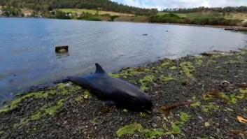 Al menos 17 delfines muertos tras el vertido de petróleo en la costa de Mauricio