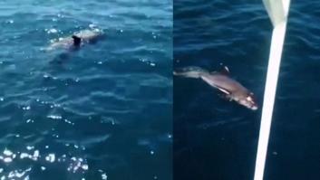 Una madre delfín lucha por salvar a su cría en la contaminada laguna de Mauricio