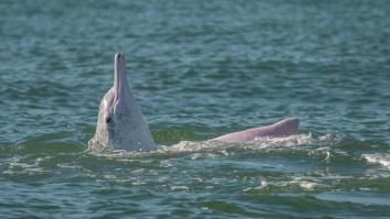 Los delfines blancos vuelven a las aguas de Hong Kong tras la reducción del tráfico por la COVID-19