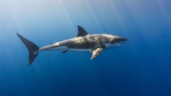Un hombre se lanza al mar para tocar un inofensivo tiburón peregrino y descubre que es un tiburón blanco