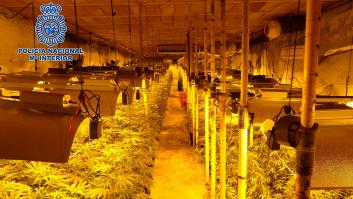 La Policía desmantela la mayor plantación de marihuana hallada hasta la fecha