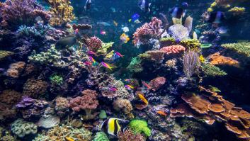 El calentamiento global pone en riesgo la recuperación de la Gran Barrera de Coral australiana