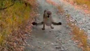 La tensa persecución de un puma a un corredor de Utah