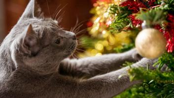 Por qué a los gatos les encantan los árboles de Navidad y qué hacer para que no se hagan daño
