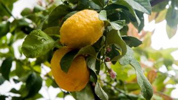 El limón de Turquía: una amenaza para España y vigilado por plaguicidas prohibidos