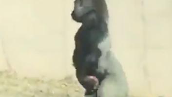 La historias tras el 'selfie' viral de un guardabosques con dos gorilas muy humanos