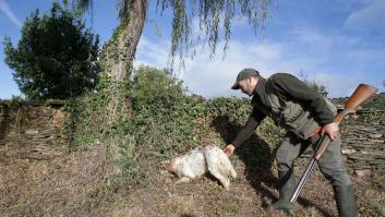 El PSOE consigue dejar fuera de la ley de bienestar animal a los perros de caza con el voto del PP