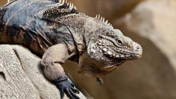 Florida advierte sobre los casos de las iguanas congeladas: “Hagas lo que hagas, ¡no las lleves a casa!”
