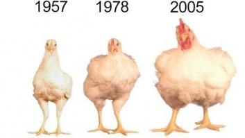 ¿Por qué ahora los pollos son más grandes que los de hace décadas?