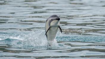 El delfín, una especie amenazada