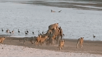El bebé elefante que consiguió escapar del ataque de 14 leones (VÍDEO)