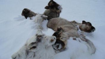 80.000 renos han muerto de hambre en Siberia por el cambio climático