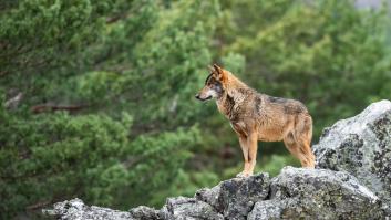 El lobo en España, ¿una amenaza o una especie a defender?