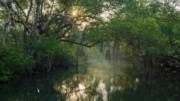 Descubre en tres minutos por qué debemos proteger los manglares