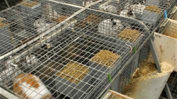 Los animalistas llevan al Parlamento Europeo los derechos de los conejos