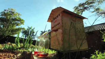 Flow Hive, un invento para obtener miel sin tener que estresar ni que llenar de humo a las abejas