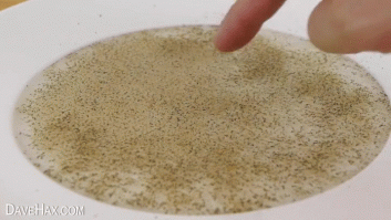 La pimienta que huye: sorprende a más de uno con este experimento casero (VÍDEO)